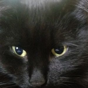 Meet your Posher, Melba